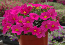 Petunia Petunia Hybrida Wave Hot Pink Neon Rose Seeds for colorful blooms in the Hanging Borders