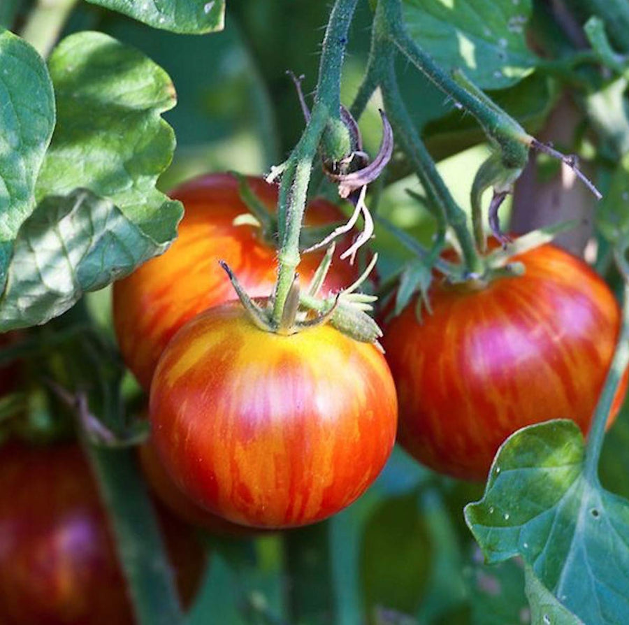Tigerella Tomato Solanum lycopersicum for planting in vegetable patch