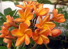 Orangen Plumeria Seeds (Plumeria spp.) for a lasting display in the Tropical Garden