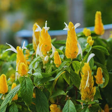 Golden Shrimp Pachystachys Lutea Seeds for seasonal color across the Tropical Decorative Pots