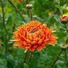 Chrysanthemum Seeds (Chrysanthemum morifolium) for seasonal color across the Potted Flower Bed
