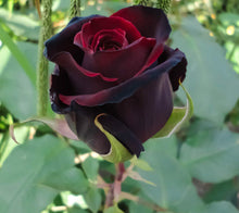 Rose Rosa Hybrida Pink Black Flower Seeds for Planting – Unique Dark Pink Blooms for Garden Beds and Floral Displays