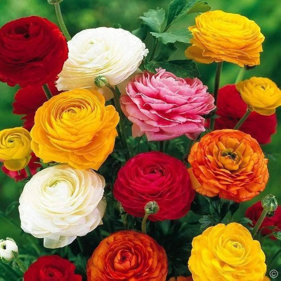 Ranunculus Picotee Mix flower seeds