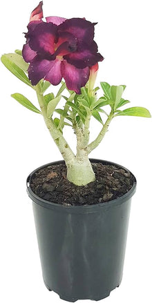 Adenium Obesum Desert Rose Seeds for a bright addition to the Dark Purple Garden