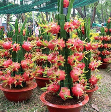 High-Quality Dragon Seeds grown for bonsai Fruit Growth