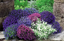 Blue Trailing Lobelia Seeds (Lobelia erinus) for a lasting display in the vertical garden and pots