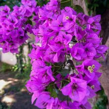 Purple Bougainvillea Seeds
