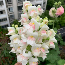 Plant Seeds (Antirrhinum majus) for long-term planting in the yard