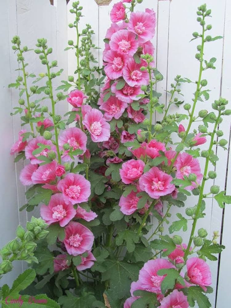 Pink Alcea Rosea Hollyhock Flower Seeds