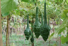 Maranka Dinosaur Gourd Seeds (Cucurbita maxima) for growers stocking the vegetable gardens and novelty patches