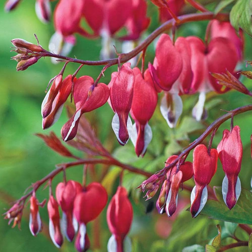 Dicentra Spectabilis Dicentra spectabilis for planting in shaded garden