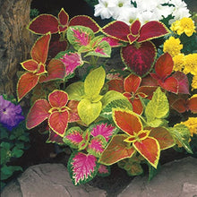 Light Green Coleus (Coleus spp.) for bonsai and colorful flower planting