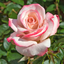 Pink White Rose Seeds (Rosa spp.) for a bright addition to the Flower Balcony Pot