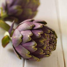 Glechoma Longituba High Yield Garden Seeds valued for outdoors