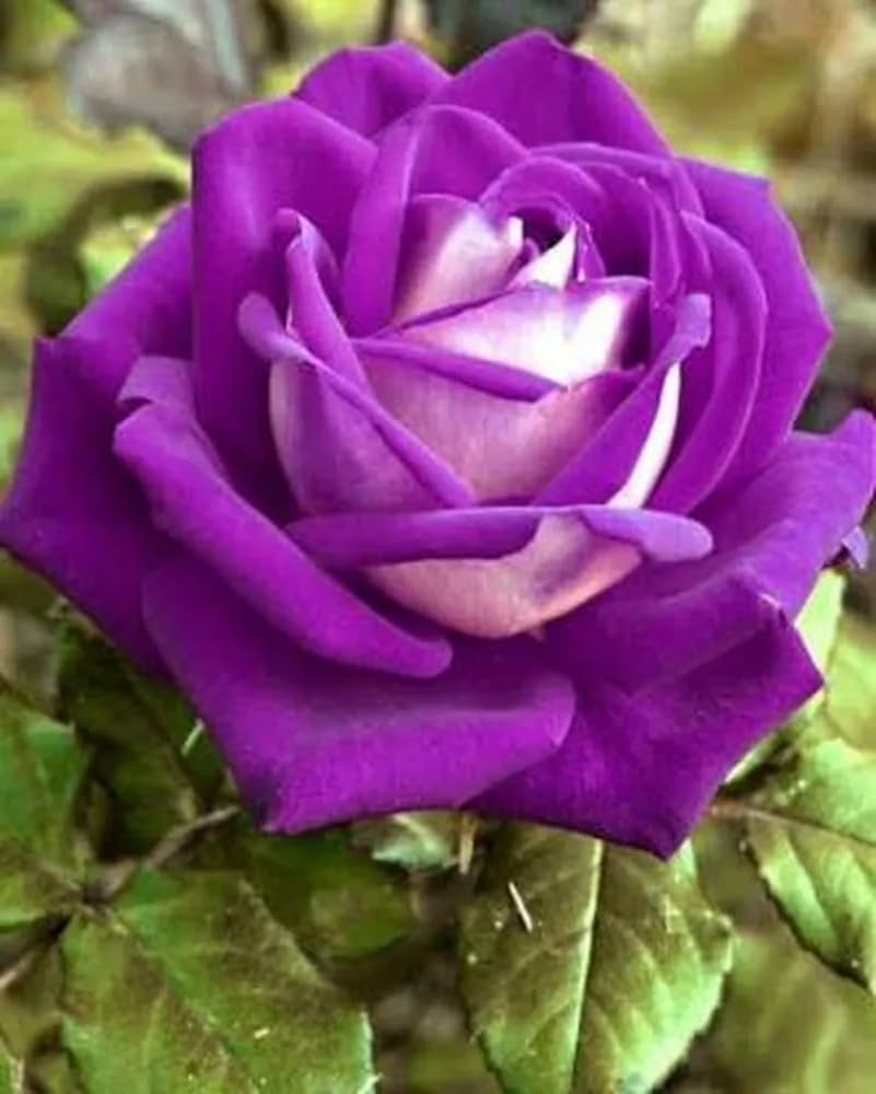 Rose Rosa Hybrida Mixed Bonsai Flower Seeds for Planting – Rare Variety for Indoor Pots and Decorative Displays | 200 Pcs