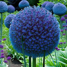 Riesenlauch Seeds (Allium giganteum) known for rare Bonsai