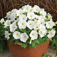 Petunia flower Petunia hybrida hybrid seeds for planting in bonsai pots or large outdoor containers