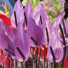 Pink Anthurium Seeds for a lasting display in the Hydroponic Garden