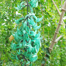 Macrobotrys Seeds (Macrobotrys spp.) for a bright addition to the Flower Bed & Garden