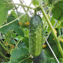 Marketmore 76 Cucumber Non-GMO Seeds for productive rows in the Home Vegetable Gardens