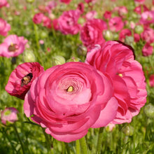Ranunculus Asiaticus Seeds for growers filling out the Garden & Flower Bed