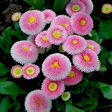 Daisy Seeds for growers seeking a long-blooming display