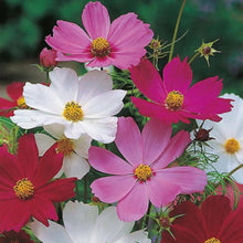Cosmos Sensation Mix Seeds for a lasting display in the Hardy Garden Blooms