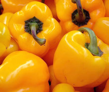 Heirloom Orange Sun Sweet Pepper Seeds (Capsicum annuum) for a fresh homegrown crop from the kitchen garden and container planting