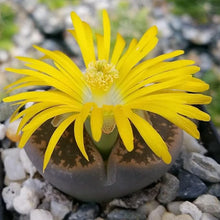 Dudleya Fee Tassen Lithops Seeds for a lasting addition to the Bonsai Garden