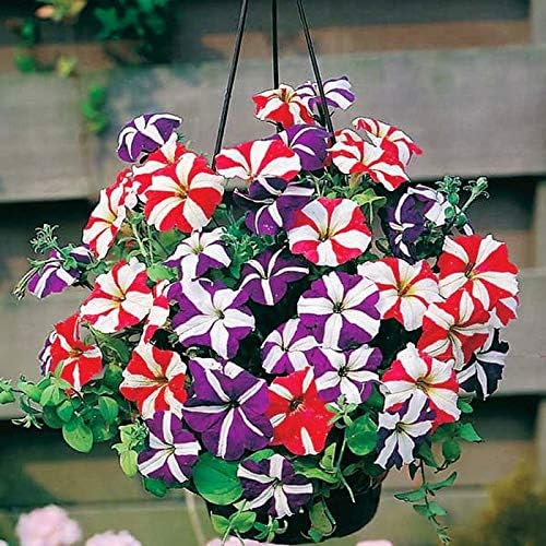 Star Mix Petunia Mixed Colors Garden Flower - for planting in home garden