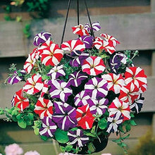Star Mix Petunia Mixed Colors Garden Flower - for planting in home garden