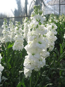 Abend Duft Stock Karmesinrot Seeds for gardeners building out beds and borders