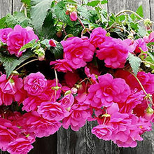 Begonia Begonia semperflorens flower seeds for indoor pots and outdoor gardens - for planting in home garden
