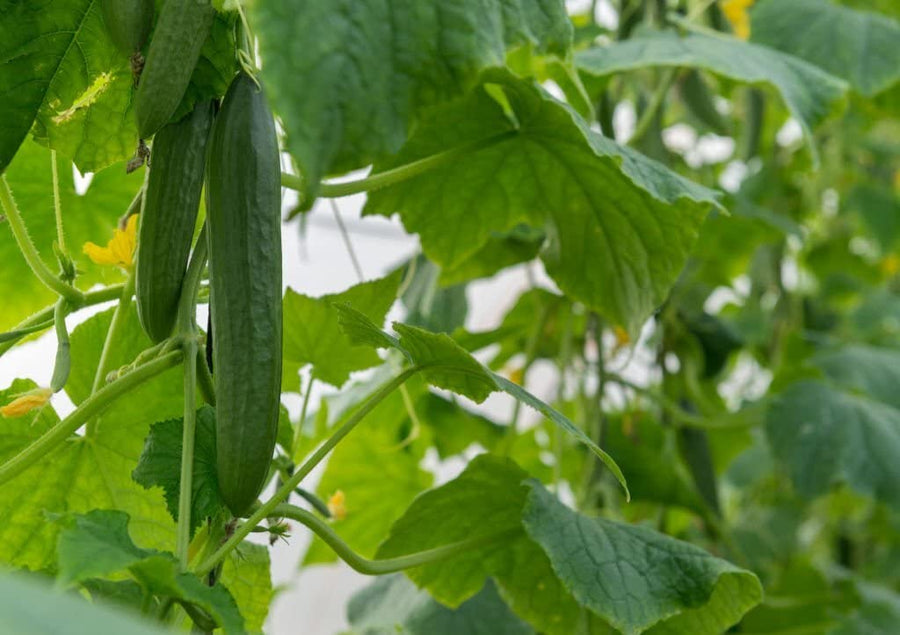 American Yard Long Cucumber (Cucumis sativus) seeds for organic home garden