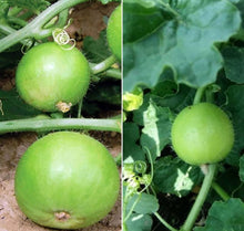 Round Calabasita Melon Seeds (Cucurbita pepo) for a reliable harvest in the Vegetable Patch