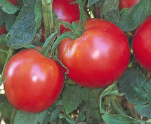 Bradley Tomato Seeds for home growers seeking a reliable harvest