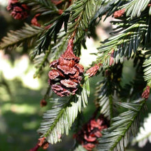 California Redwood Tree Seeds (Sequoia sempervirens) for a lasting addition to the landscape