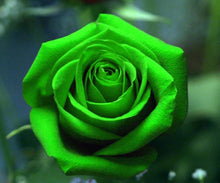 Green Roses Seeds for growers filling out the flower bed garden
