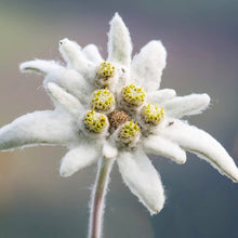 Light Purple Edelweiss Seeds (Leontopodium alpinum) for gardeners building out beds and borders