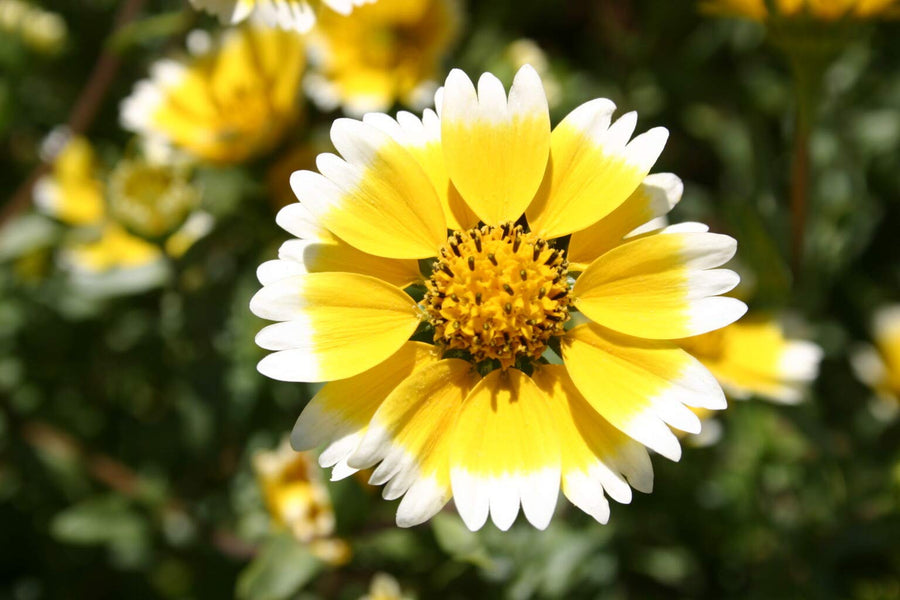 Daisy Flowers (Open-Pollinated) for garden flower beds