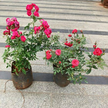 Miniature Rose Seeds (Rosa spp.) for a bright addition to the Flower Bed & Home Garden