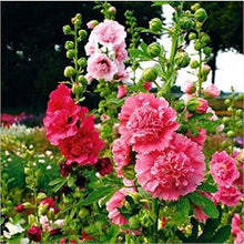 Hollyhock flower Seeds (Alcea rosea) for growers filling out the backyard flower beds or pollinator gardens