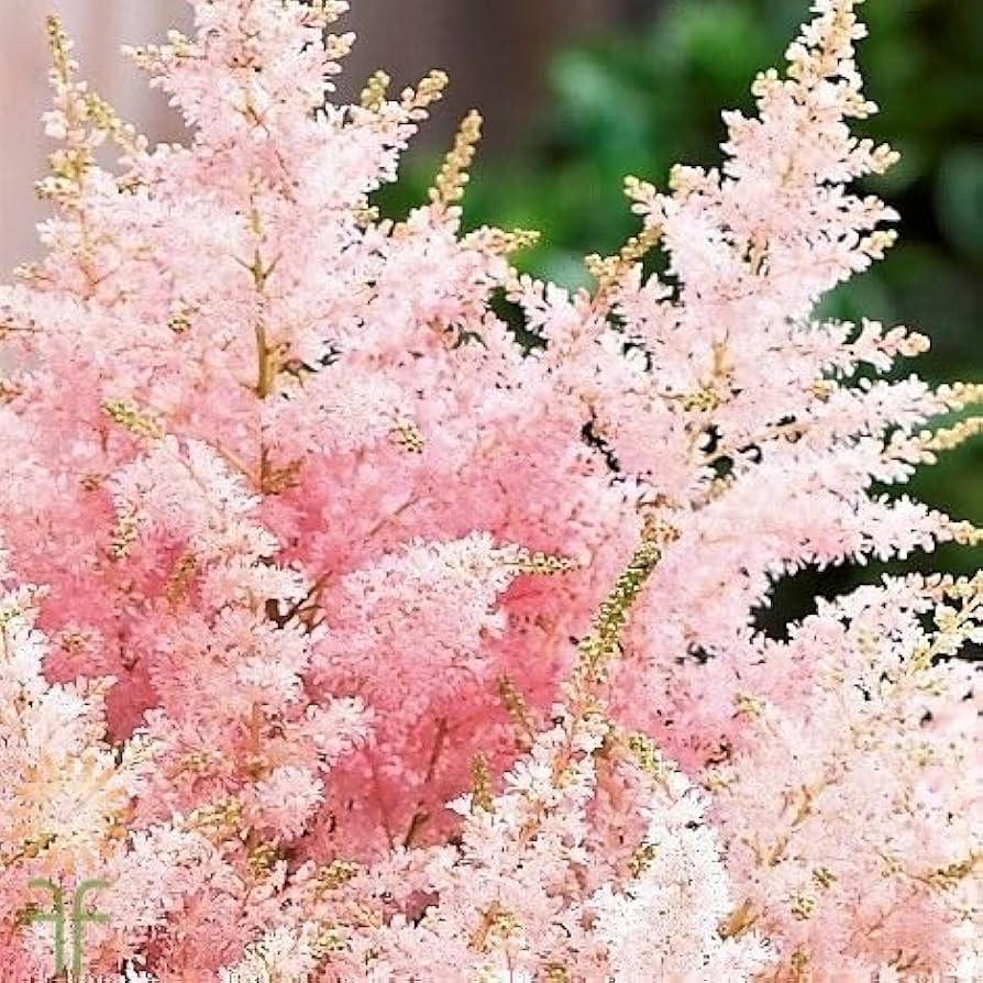 Astilbe Flower ��������� Astilbe spp. ��������� for planting in baby pink garden