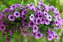 Petunia Mix Polycroma Seeds for reliable seasonal color
