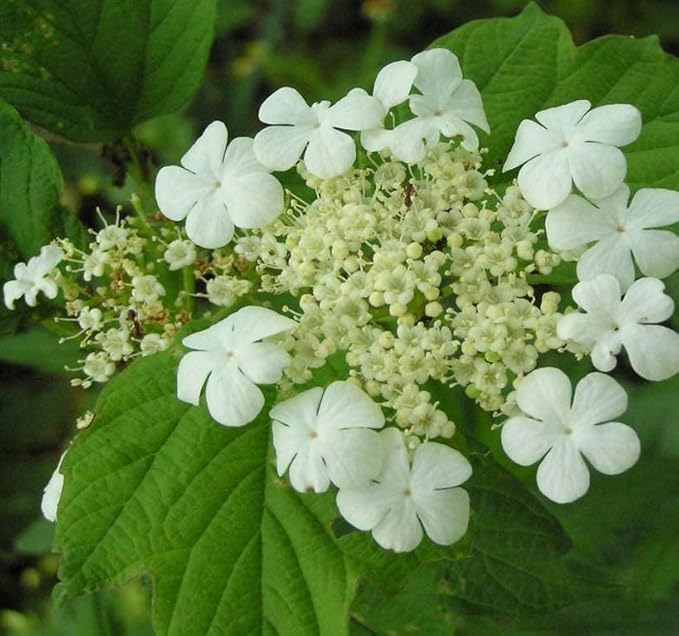 European Cranberrybush Viburnum Opulus seeds for flower bed planting