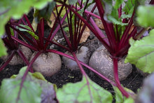 Cylinder Beetroot Seeds for growers stocking the vegetable patch garden