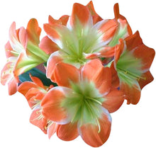 Clivia Potted Seeds for a bright addition to the Balcony Garden
