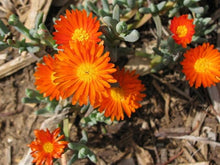 Orange Ice Seeds grown for cool, Orange Blooms