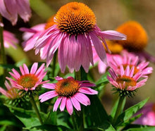 Echinacea Primadonna Rose Seeds for reliable seasonal color