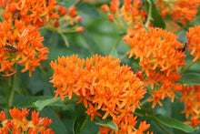 Hohe Orange Hardy Butterfly Weed Seeds for a colorful addition to any planting
